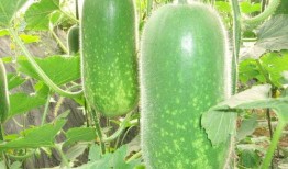 带你吃瓜 吃瓜网51官网版,揭秘吃瓜网51官网版全新体验