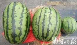 娱乐新闻播报视频 吃瓜爆料每日大赛最新动态 今日吃瓜--网红海底捞,今日吃瓜大赛最新动态揭秘